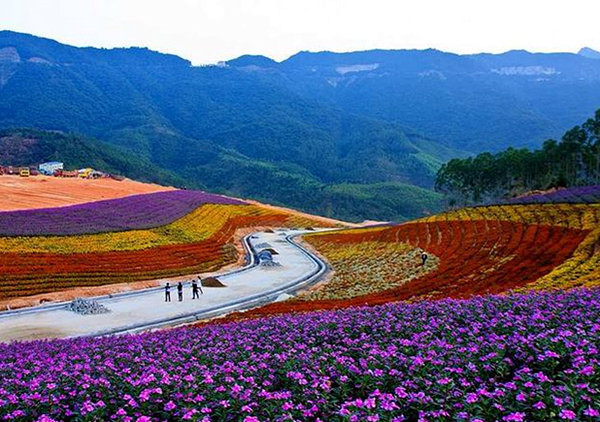 追寻春天足迹 去赏百里福建花海