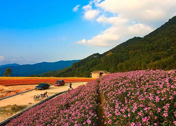 开车出发到漳州长泰 10:00-12:30 游览十里蓝山花海