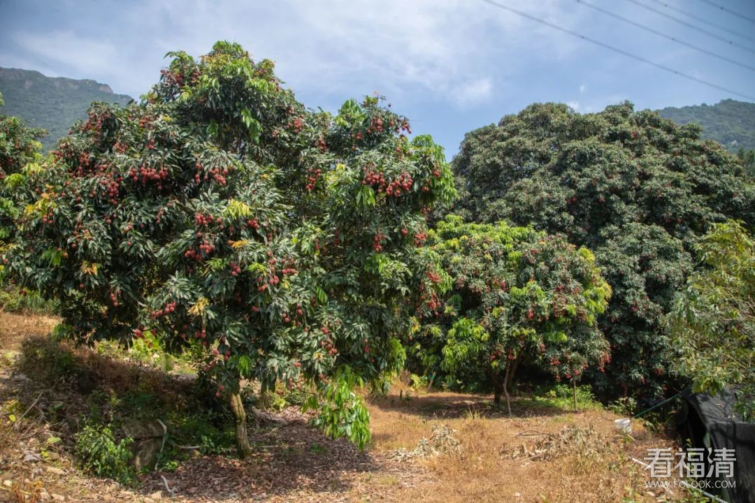 馋哭了福清这个村竟有100多棵百年古荔枝树