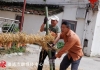 百年习俗延续！福清这里拔龙绳啦！