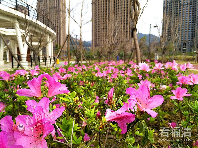 福清市市花图片