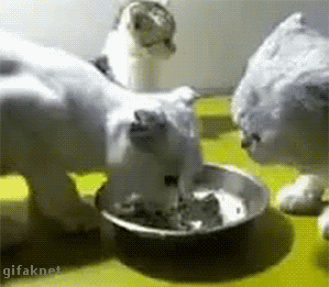 wqscl3pqenh17327.gif