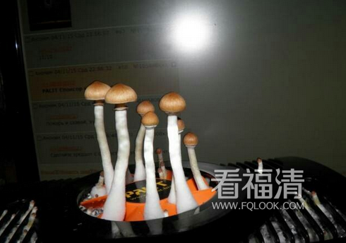 arefd0hicnl17303.png