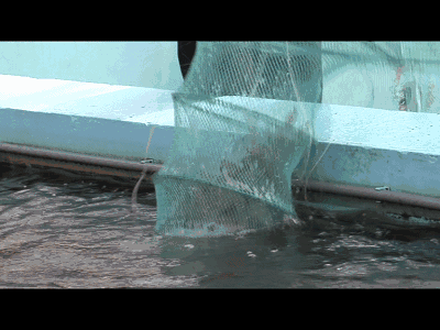 fwyzbak2sxh10173.gif
