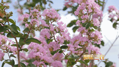 5ndflui3nmp4312.gif