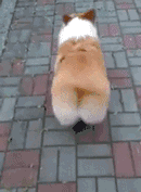 zxwh2xfaw3a22615.gif