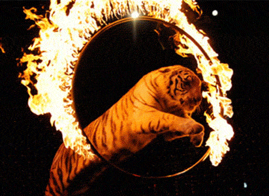 15566927162.gif