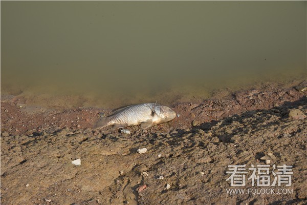 【郭成辉】东张水库干旱水位下降鱼贝类死亡--郭成辉摄7 (64)_副本.jpg.jpg