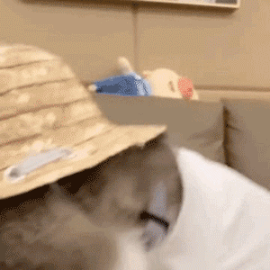 083517fiozf5335gxlzyhh.gif