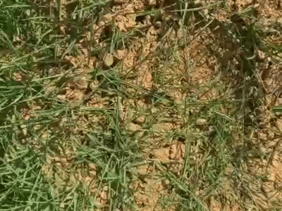 085430b0rre0xaieyi6r0x.gif