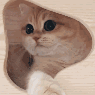 165604ci1fs633t35vslsp.gif