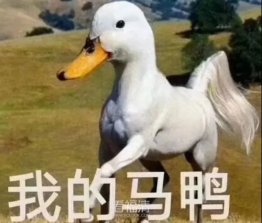 112343foop5dixpri5xqne.jpeg