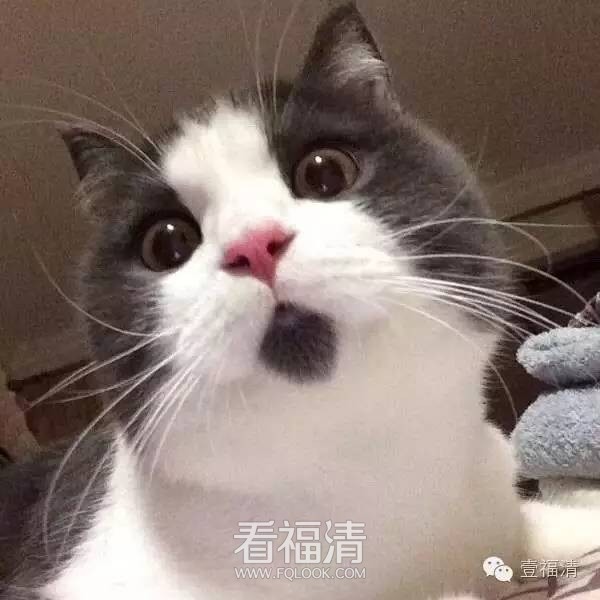 100944vqotefgdalixsh8s.jpeg