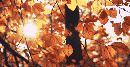 084735gkba47f7xhaxwyzw.gif
