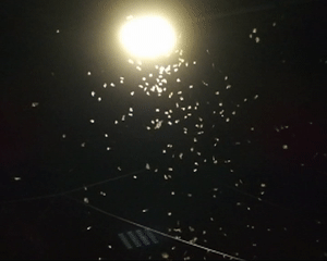 083902iu28u2ohuiedizi4.gif