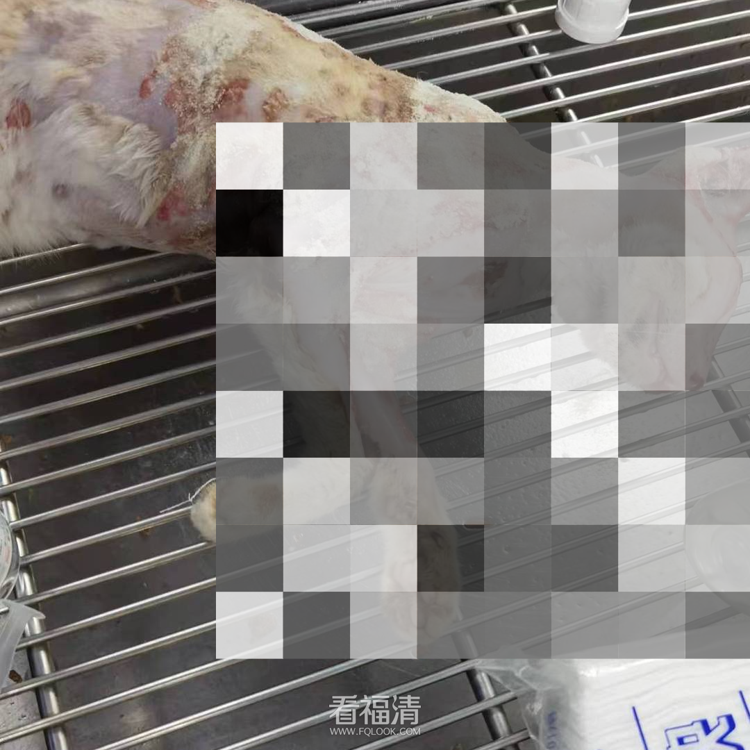 福清市慈爱流浪动物救助中心有300多只流浪猫狗面临断粮！