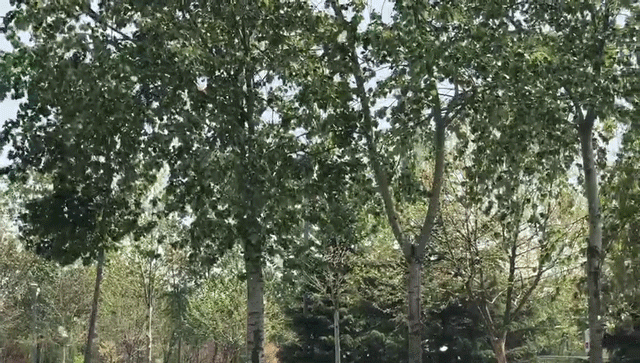 091133jp1128yu552zpvy2.gif