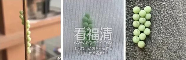 090308nfet88jjtfae9n06.png