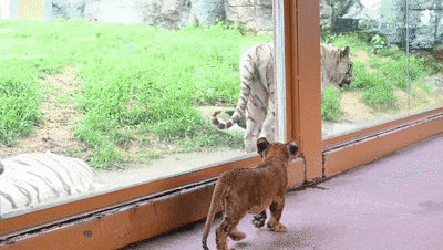 090815w33barb4q6b6z3p6.gif
