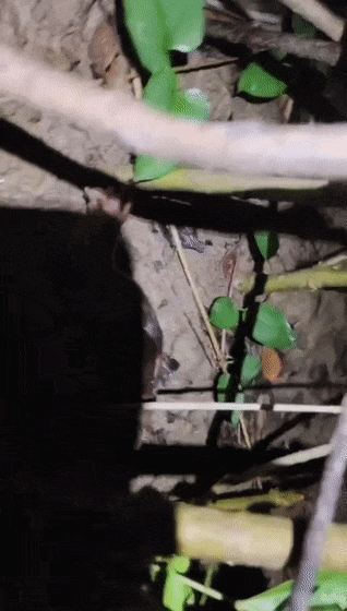 084835kuuossfotsfhovvp.gif