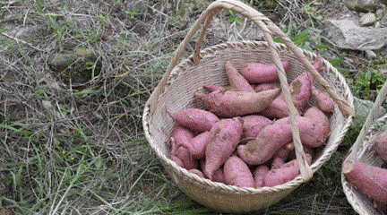 085847cratov6a0gvoante.gif