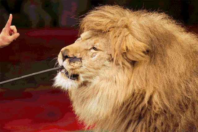 084204l7j5cla5oc1l1lcl.gif