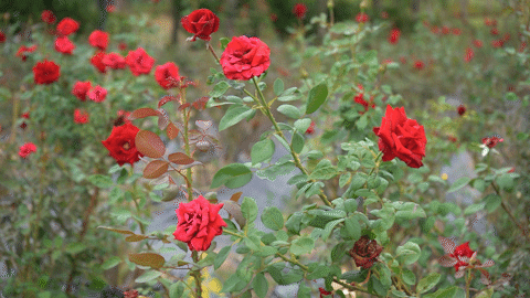 083201e8sch3kdb7d38hkb.gif