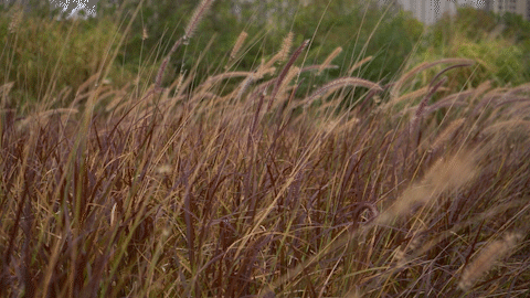 083202em07nk01d5rdf1km.gif