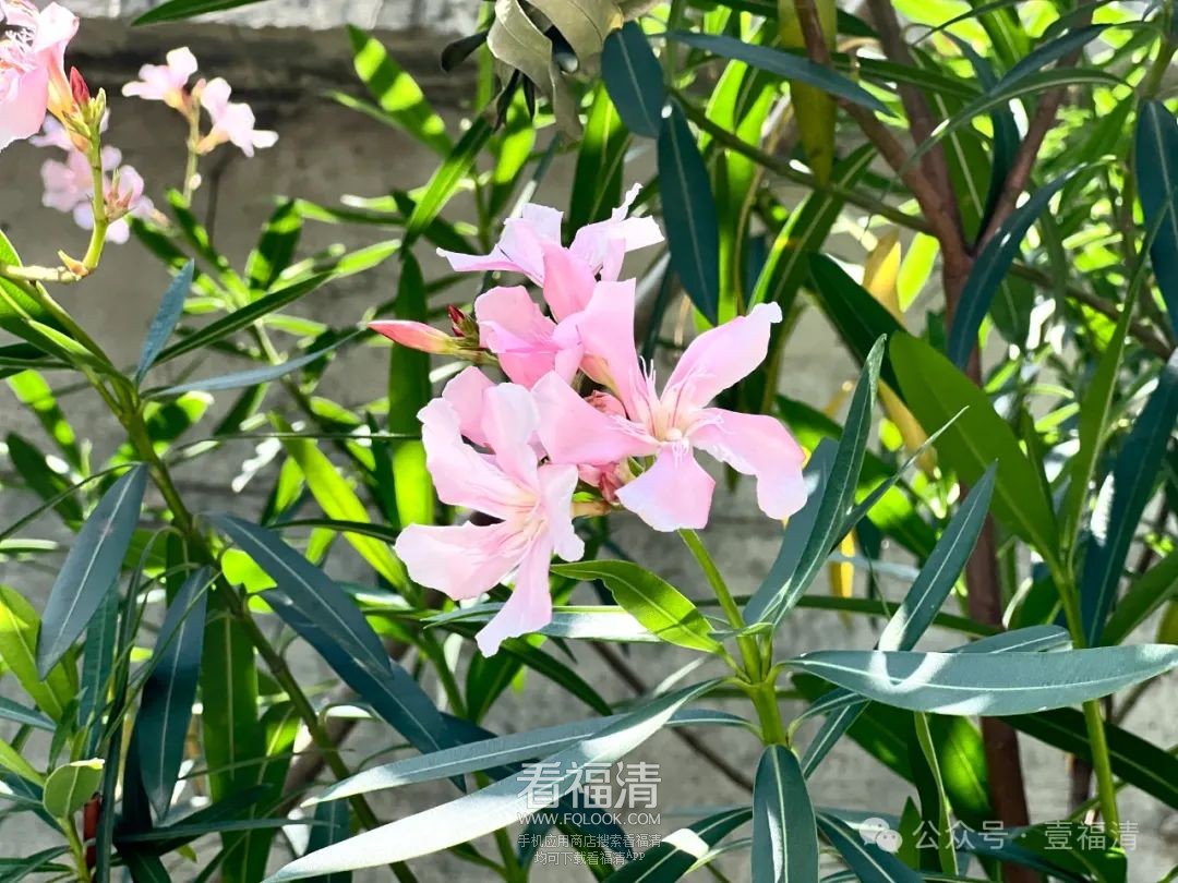 男子摘几片叶子煮茶喝差点送命！提醒：福清很常见！千...