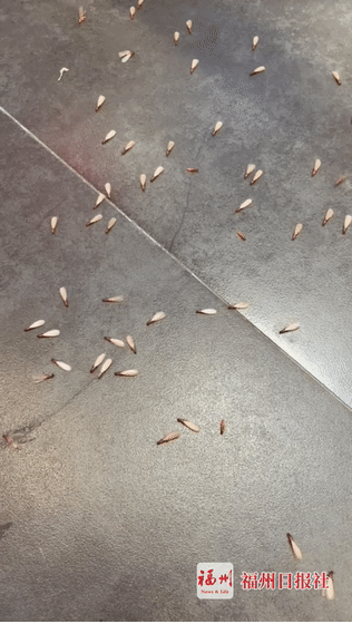 082838q9vj3jo3z5jvjvjo.gif