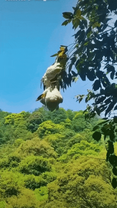 083028zuscselutf4sluct.gif