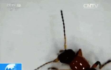 093141pm5hkmgkk15oznmo.gif